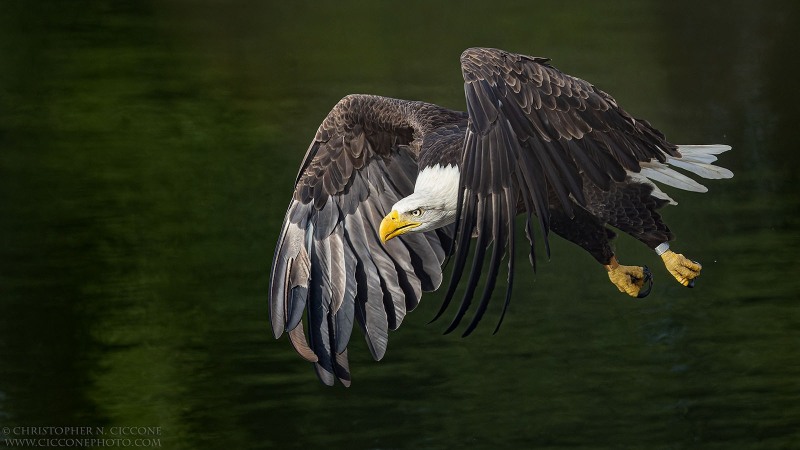 Bald Eagle