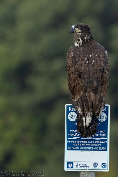 Bald Eagle