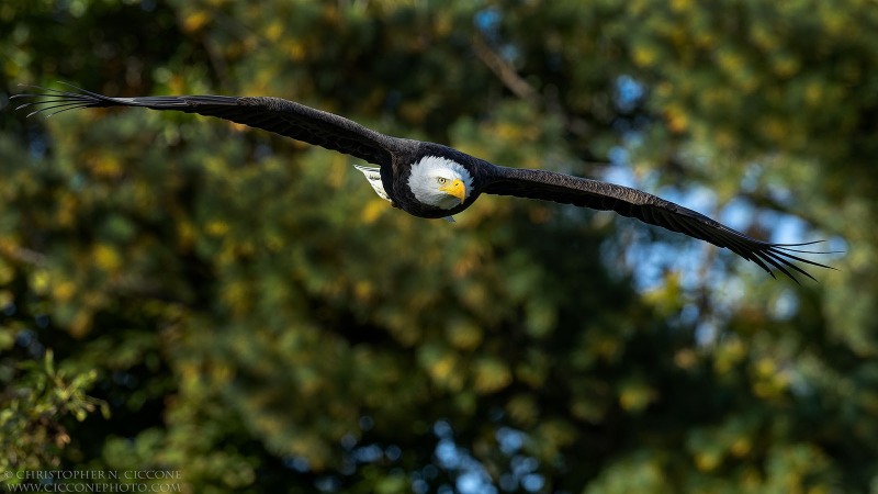 Bald Eagle