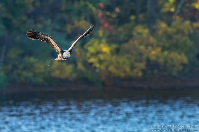 Bald Eagle