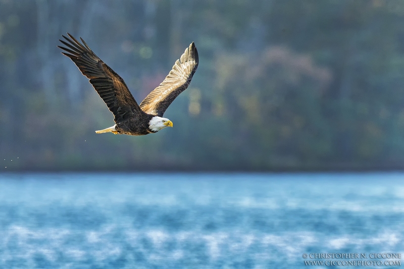 Bald Eagle