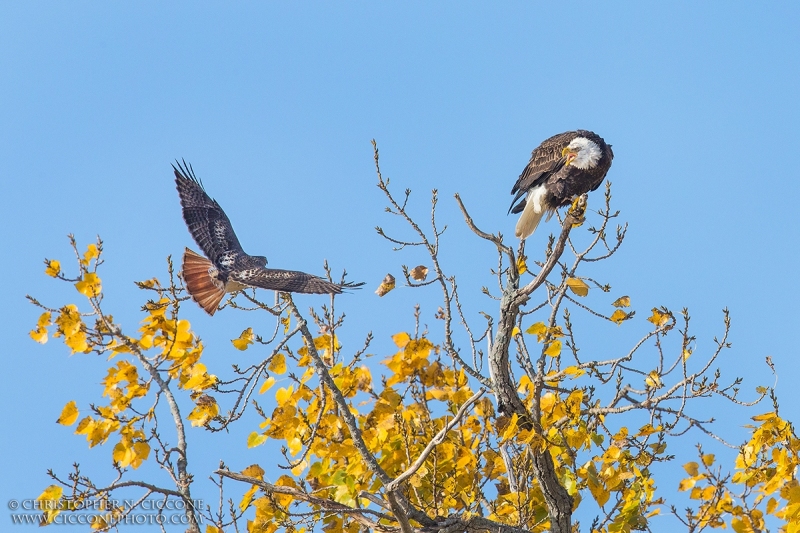 Bald Eagle