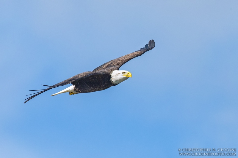 Bald Eagle