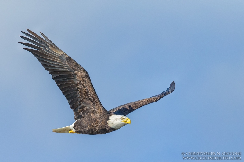 Bald Eagle