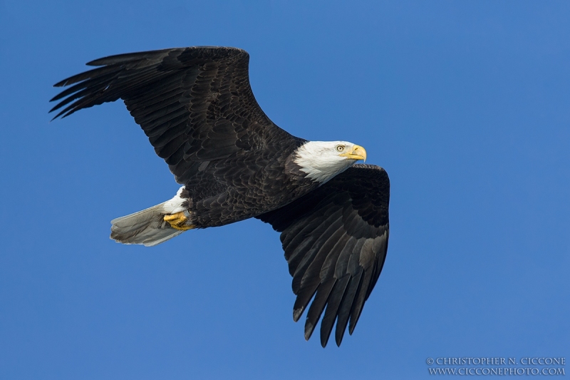 Bald Eagle