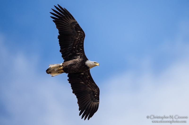 Bald Eagle