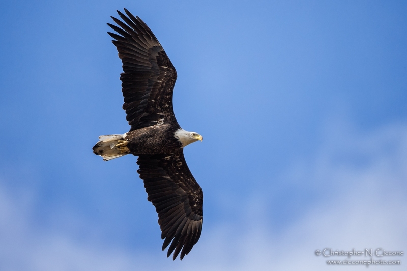 Bald Eagle