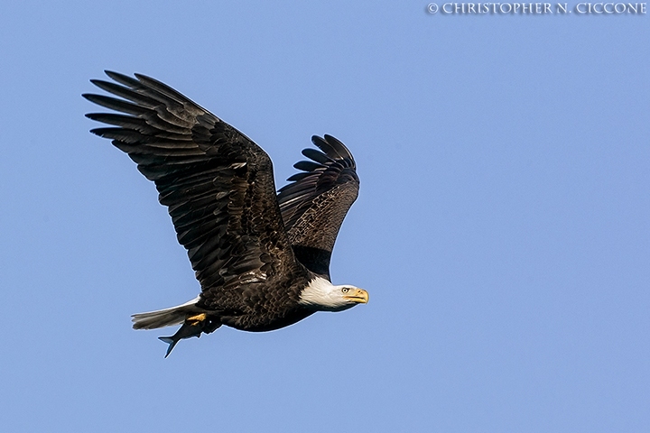 Bald Eagle