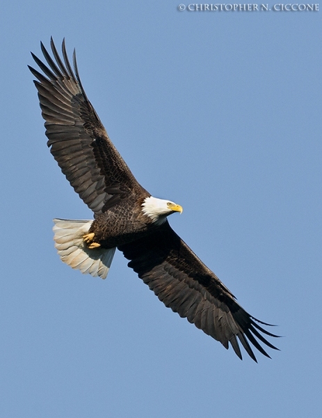 Bald Eagle