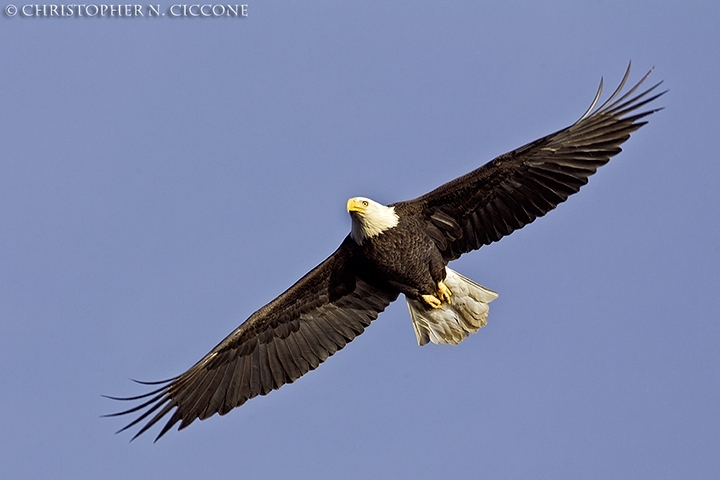 Bald Eagle