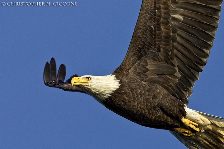 Bald Eagle