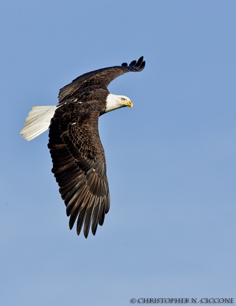 Bald Eagle