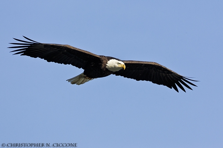 Bald Eagle