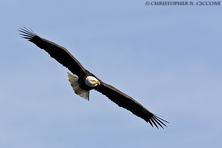 Bald Eagle