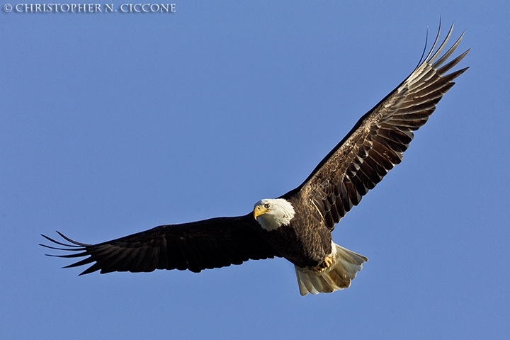 Bald Eagle