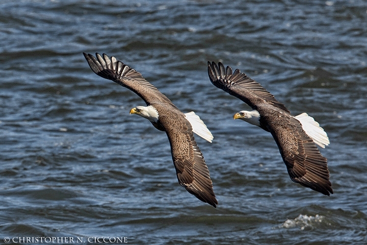 Bald Eagle