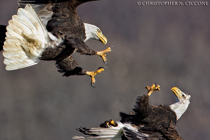 Bald Eagle