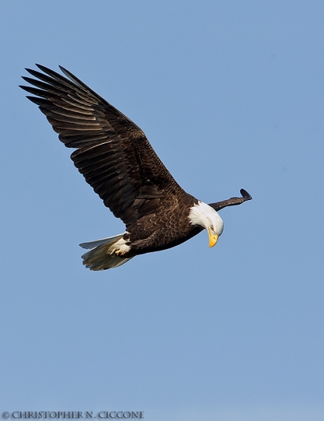 Bald Eagle