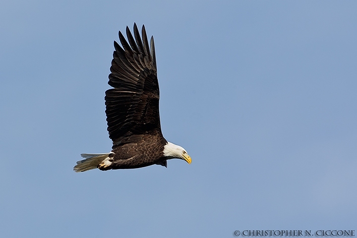 Bald Eagle