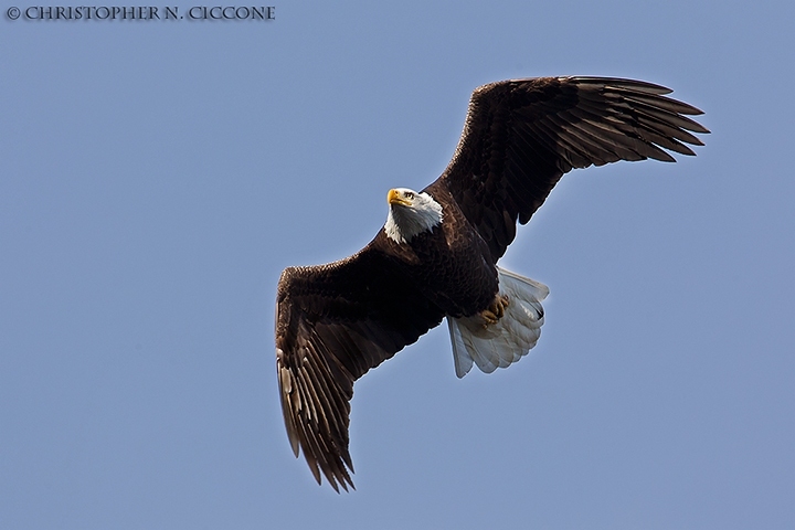 Bald Eagle