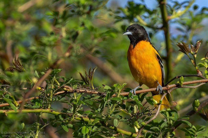 Baltimore Oriole