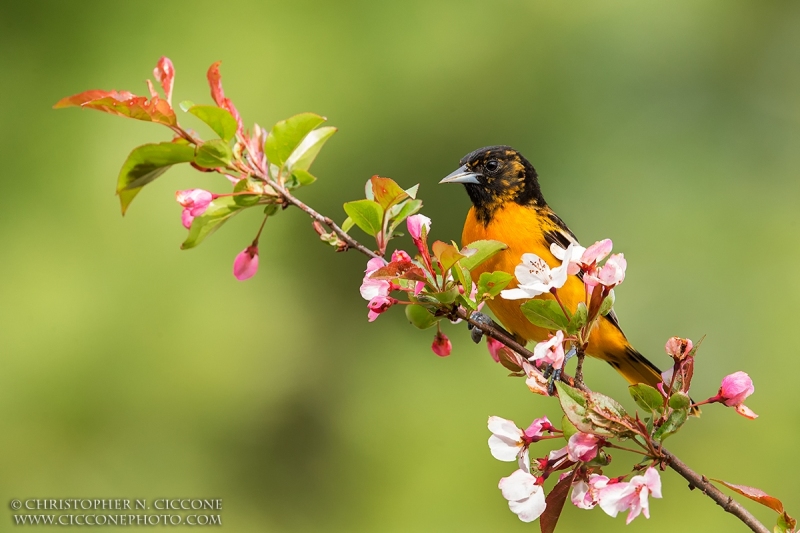 Baltimore Oriole