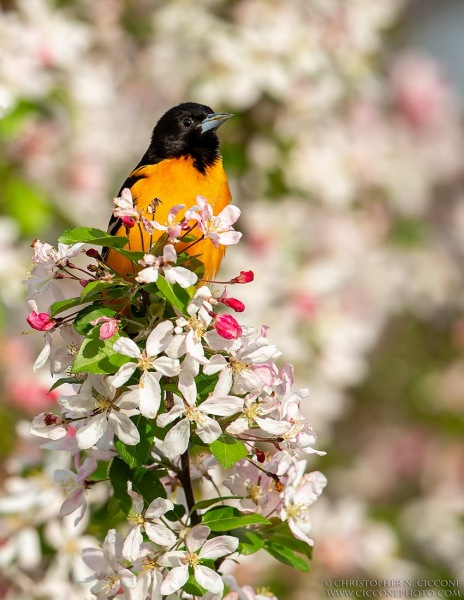 Baltimore Oriole