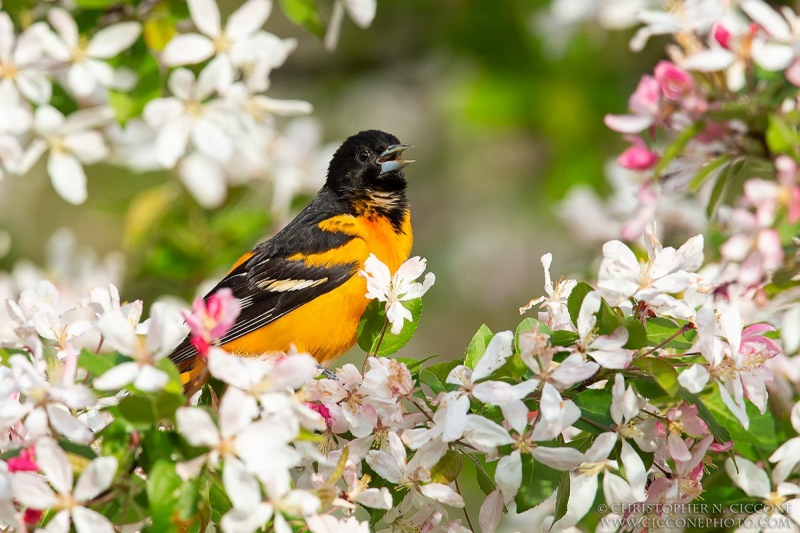 Baltimore Oriole