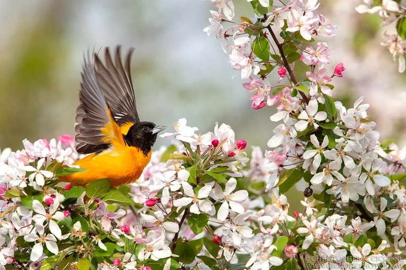 Baltimore Oriole