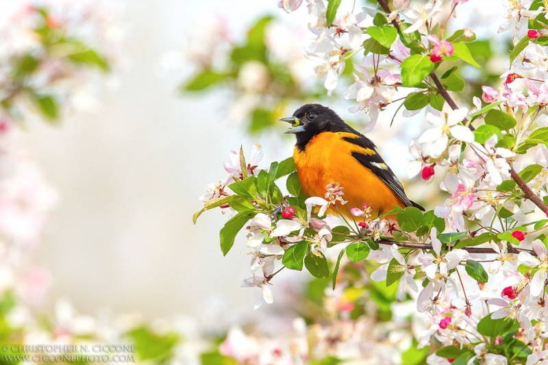 Baltimore Oriole