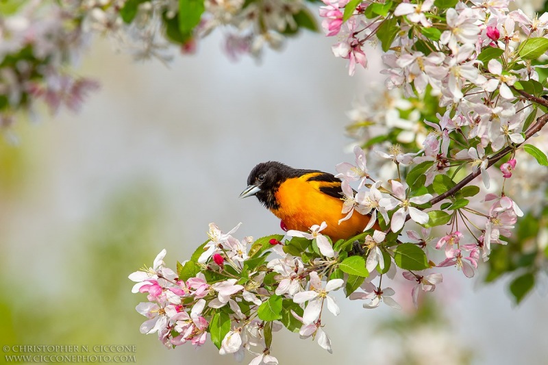 Baltimore Oriole