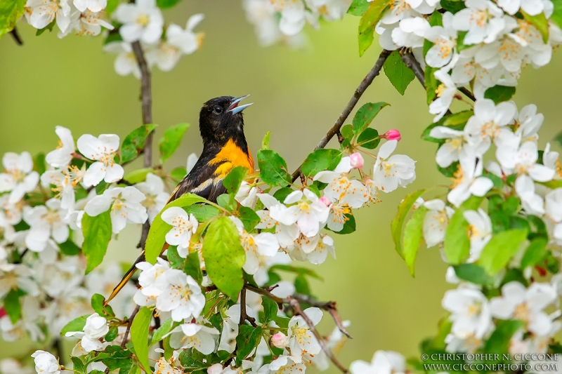 Baltimore Oriole