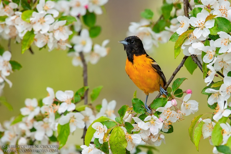 Baltimore Oriole