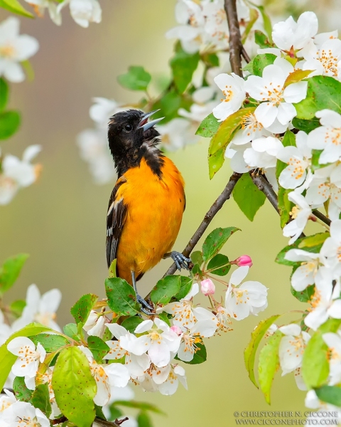 Baltimore Oriole