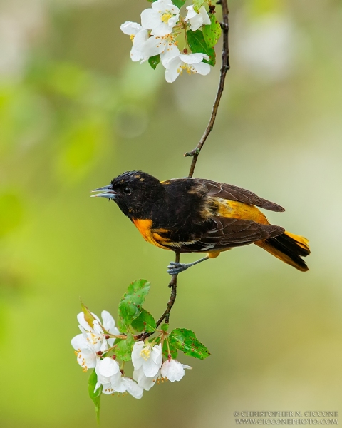 Baltimore Oriole