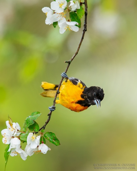 Baltimore Oriole