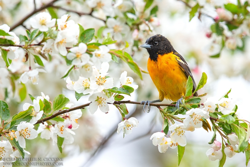 Baltimore Oriole