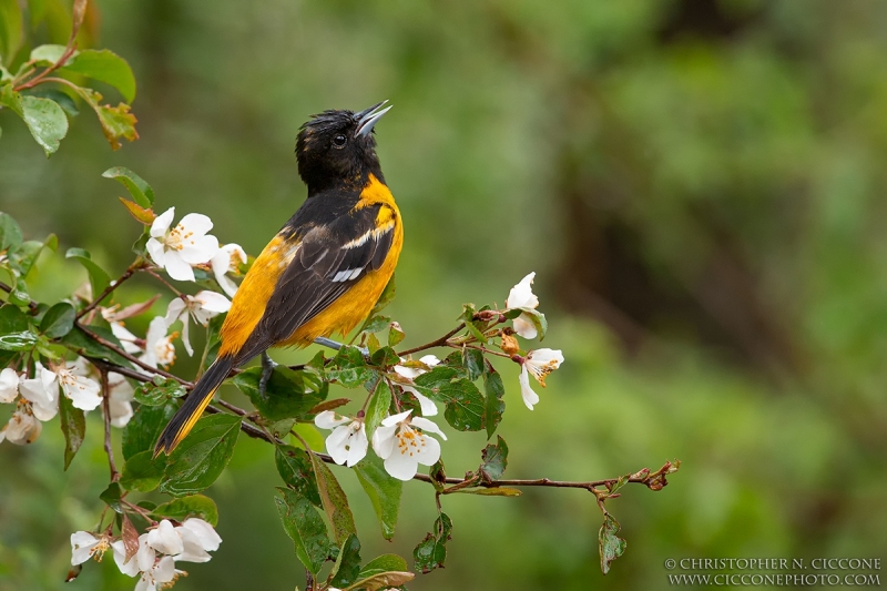 Baltimore Oriole