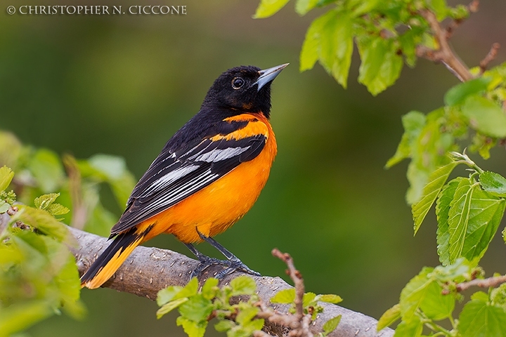 Baltimore Oriole