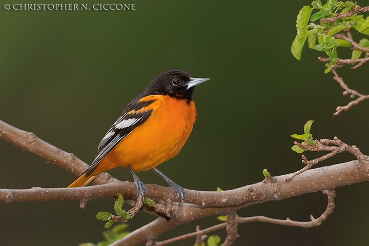 Baltimore Oriole