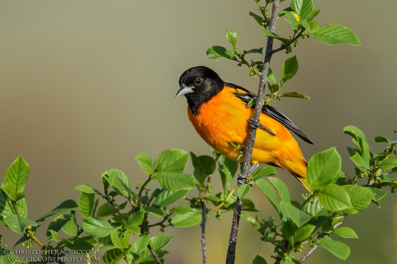 Baltimore Oriole