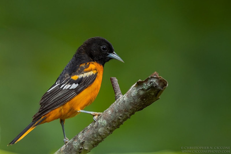 Baltimore Oriole