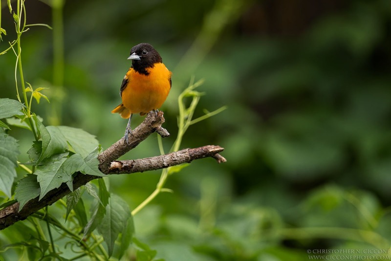 Baltimore Oriole