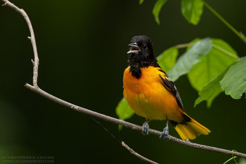 Baltimore Oriole