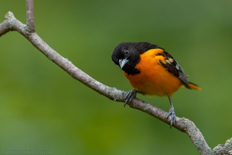 Baltimore Oriole