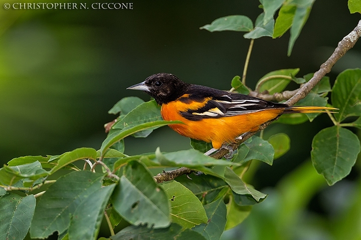 Baltimore Oriole