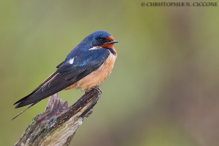 Barn Swallow