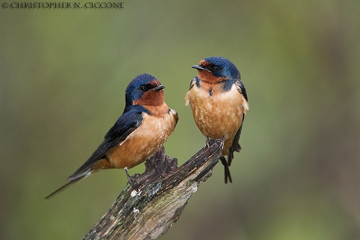 Barn Swallow