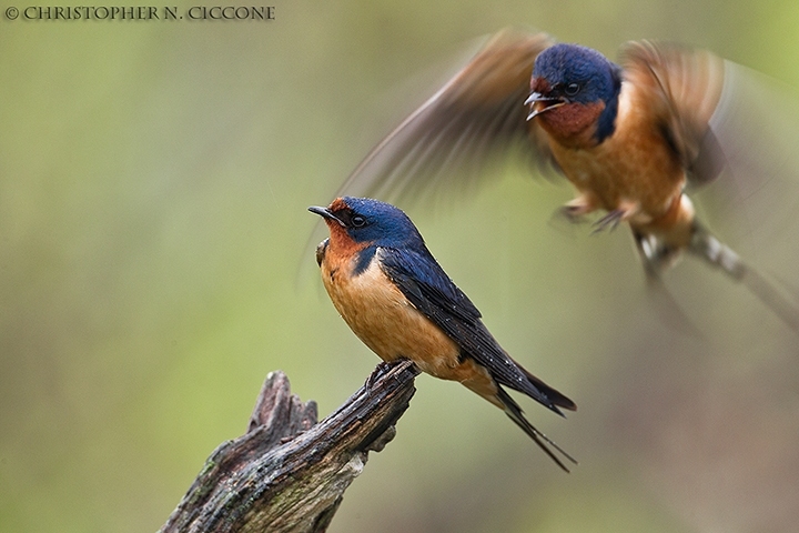 Barn Swallow