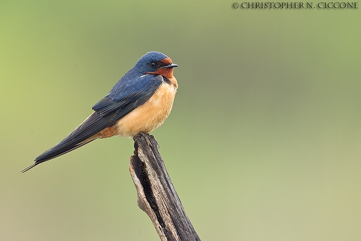 Barn Swallow